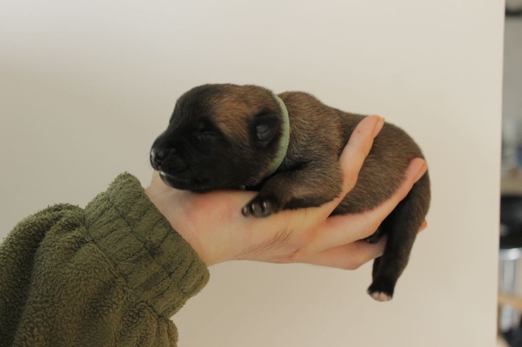 Des Gardiens De Leyenne - Chiots disponibles - Berger Belge